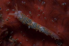 Flabellina
