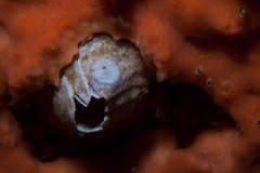 Austromegabalanus cylindricus