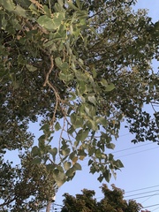 Populus deltoides