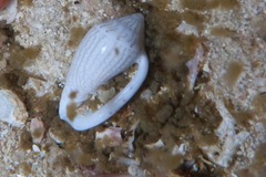 Marginella textilis