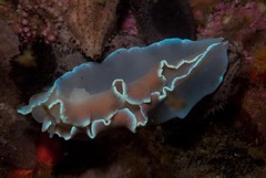 Leminda millecra