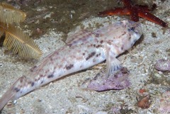 Caffrogobius nudiceps