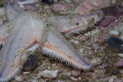 Astropecten irregularis pontoporeus