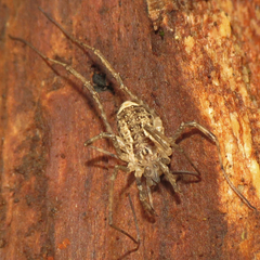 Protolophus niger