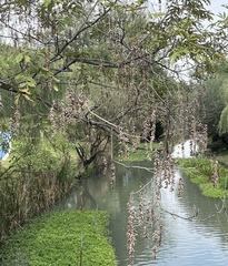 Pterocarya stenoptera