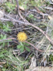 Coronidium scorpioides