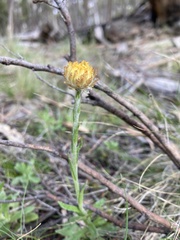 Coronidium scorpioides