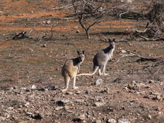 Osphranter robustus erubescens