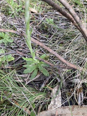 Coronidium scorpioides