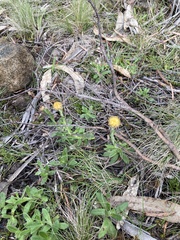 Coronidium scorpioides