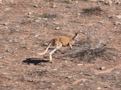 Osphranter robustus erubescens