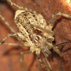 Protolophus niger
