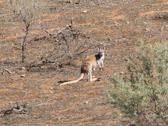 Osphranter robustus erubescens