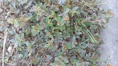 Euphorbia ophthalmica