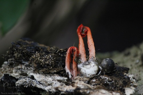 Laternea triscapa