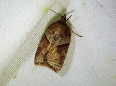 Acleris maccana
