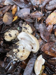 Cortinarius albofragrans