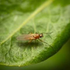 Lonchoptera bifurcata