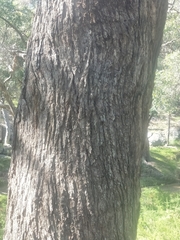 Angophora floribunda