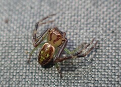 Diaea ambara