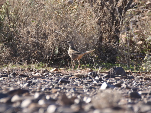 Cincloramphus cruralis