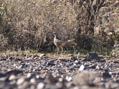 Cincloramphus cruralis