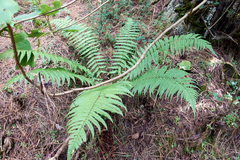 Dryopteris wallichiana