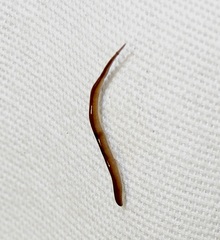 Rhynchodemus sylvaticus