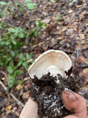 Cortinarius albofragrans
