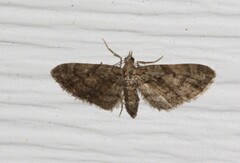 Eupithecia