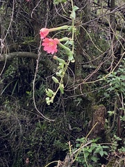 Passiflora mixta
