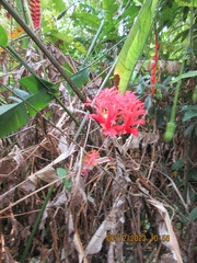 Hibiscus schizopetalus