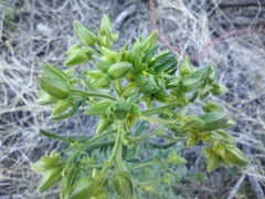 Emmenanthe penduliflora penduliflora