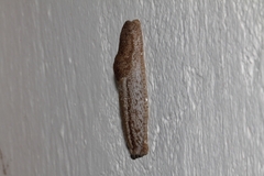 Urocyclus kirkii