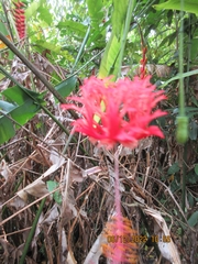 Hibiscus schizopetalus