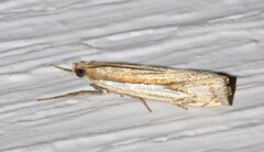Crambus agitatellus