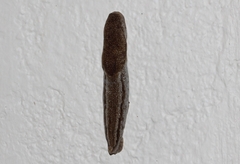Urocyclus kirkii