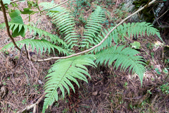 Dryopteris wallichiana