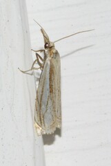 Crambus saltuellus
