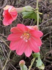 Passiflora mixta