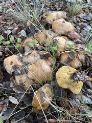 Suillus pungens