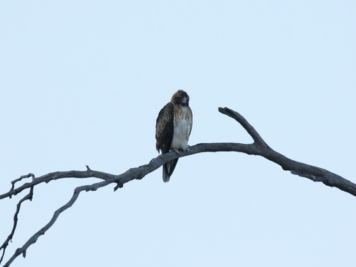 Hieraaetus morphnoides
