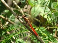 Rhodothemis lieftincki