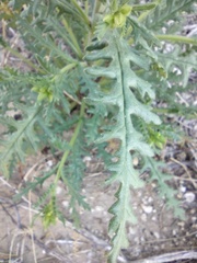 Emmenanthe penduliflora penduliflora