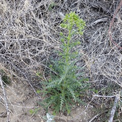 Emmenanthe penduliflora penduliflora