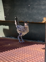 Geococcyx californianus