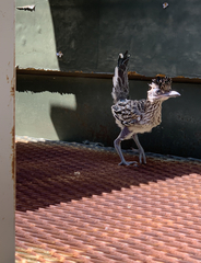 Geococcyx californianus