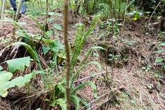 Dryopteris wallichiana