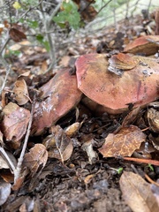 Suillellus amygdalinus