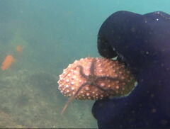 Ophiothrix